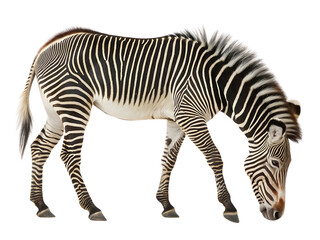 Fototapeta premium Grvys Zebra Eating Isolated white background, isolated on transparent background