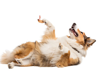 Obraz premium Happy Sheltie Dog Playing with Treat white background, isolated on transparent background