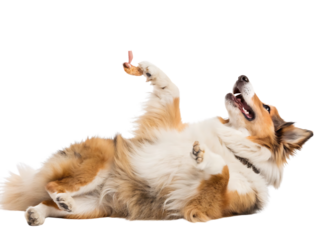 Happy Sheltie Dog Playing with Treat white background, isolated on transparent background