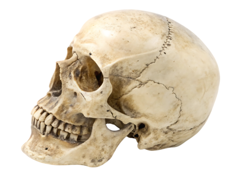 Human Skull anatomical view white background, isolated on transparent background