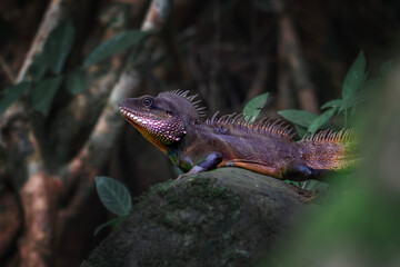 Chinese water dragon or Thai Water Dragon This reptile is a monotypic agamid lizard native to East and Southeast Asia.