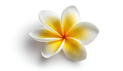 Fototapeta premium Close-up of a single plumeria flower, vivid yellow and white petals, perfect symmetry, isolated on white background