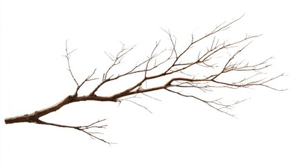 Obraz premium Bare tree branch against white background