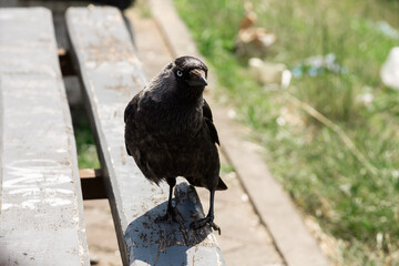 Obraz premium Curious crow perched on weathered bench in urban park setting