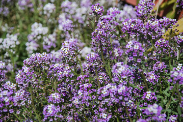 Obraz premium Vibrant purple alyssum flowers in bloom in lush garden setting