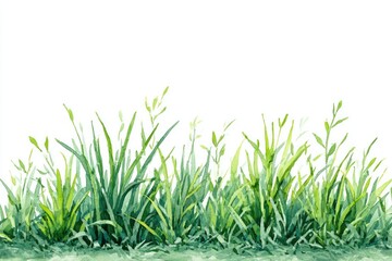 Fototapeta premium Lush green grass border against white background (2)