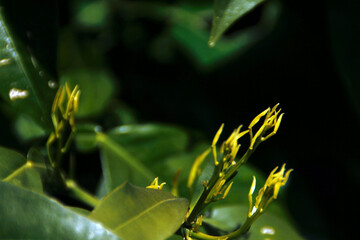 Spring, Blossom, Zen