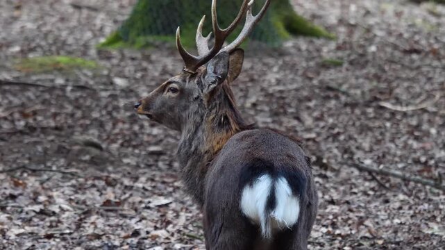 Close up view of male sika deer buck looking around in the forest on a cloudy autum day