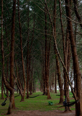 Fototapeta premium trees in the woods