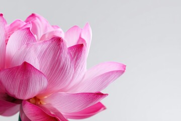 Fototapeta premium Close-up of a delicate pink lotus flower, petals textured with soft lines, against a light gray background