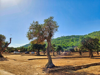 Olive trees garden. Zadbany gaj oliwny. Lneas de olivos en olivar espaol. Olive tree plantation. Ancient olive trees tell the story of our land. Red soil and olive trees. Olivo milenario. © Maciej