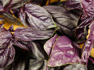 Twigs and leaves of fresh raw purple basil lie on a cutting board, background, top view