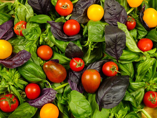 Yellow and red cherry tomatoes lie on the purple and green basil leaves, top view. 