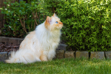 Very fluffy white cat with blue eyes sits in a garden in front of a green shrub and attentively watches birds