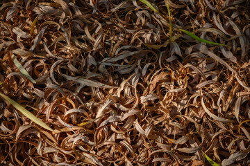 Dry willow leaves under tree as natural background