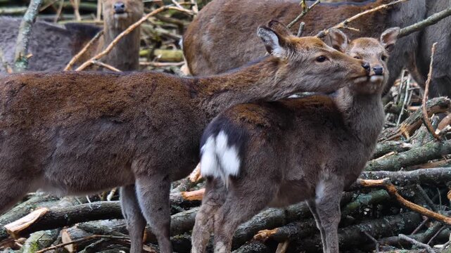 Close up view of female sika deer dow looking around in the forest ona cloudy autum day