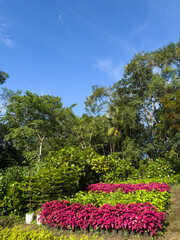 Colorful flower garden under blue sky