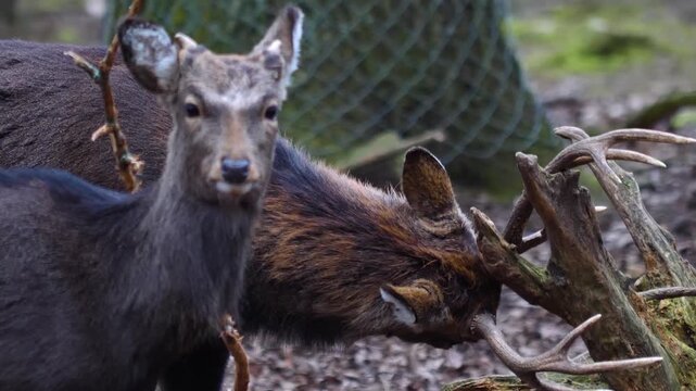 Close up view of female sika deer dow looking around in the forest on a cloudy autum day