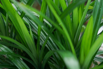 A vibrant close-up of fresh green pandan leaves, showing their long, slender shape and rich color. The lush foliage creates a natural background, perfect for Asian cuisine or herbal themes
