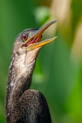 Close-up of bird with vibrant red eyes and open beak.