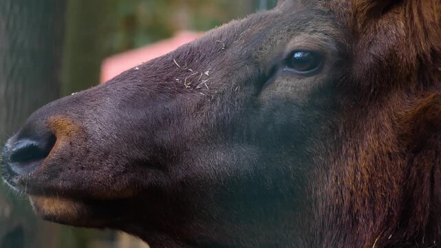 Close view of an altai wapiti elk deer head standing in the forest in autumn on a cloudy day