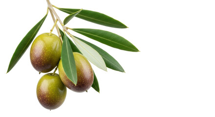 Isolated branch of olive tree with leaves and fruits on branch ready to harvest, natural product