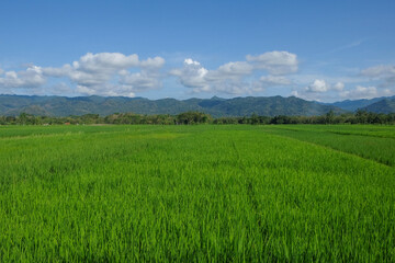 Obraz premium Green rice field view with hills and blue sky as background. Rural rice field. Ecological and environmental concept. For graphic design and banners