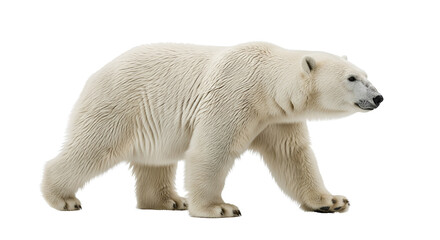 Fototapeta premium Polar bear walking wildlife mammal isolated PNG with Transparent Background