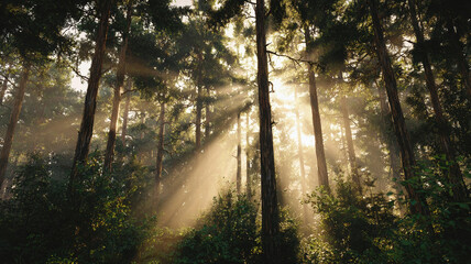 Sunlight filters through tall trees, creating serene atmosphere in forest. beams of light illuminate lush greenery, enhancing tranquil beauty of nature