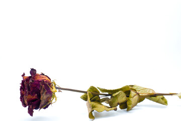 withered rose, a rose that has dried up and is no longer fresh, isolated on white background. symbolize fading love, the end of a relationship.
