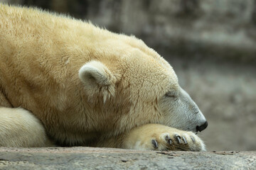 sleeping polar bear