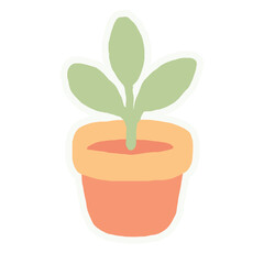 Green plant in a pot