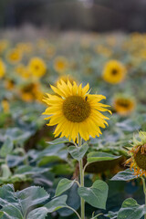 Słonecznik na polu słoneczników, żólte kwiaty w pełnym rozkwicie zbliżenie