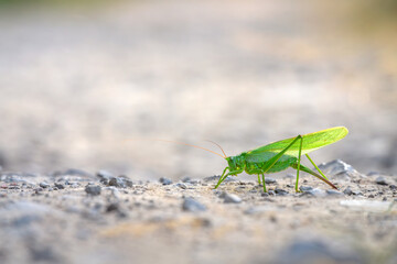 Grasshopper on a rural way