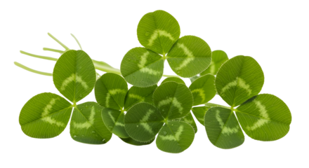 Four-leaf clover for St. Patrick's Day luck isolated PNG with Transparent Background
