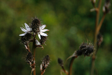 Spring, Blossom, Zen