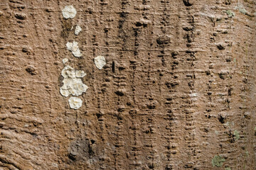 Rough, white moldy tree bark background. Ecology and environmental concept. For graphic and banner design