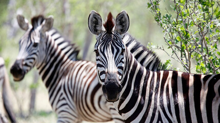 Zebra in theOkavango delta Botswana