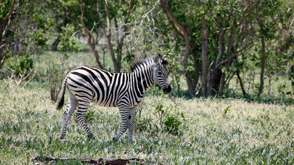 Obraz premium Zebra in theOkavango delta Botswana