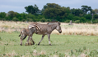 Obraz premium Zebra in theOkavango delta Botswana