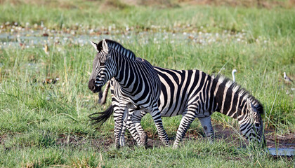 Zebra in theOkavango delta Botswana