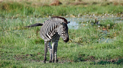 Zebra in theOkavango delta Botswana