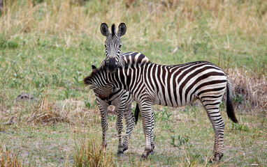 Zebra in theOkavango delta Botswana