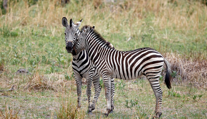 Zebra in theOkavango delta Botswana