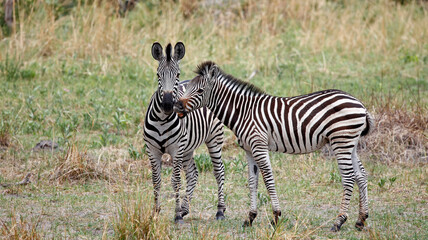 Zebra in theOkavango delta Botswana