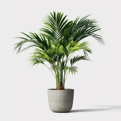 Obraz premium Full indoor palm plant in gray pot
