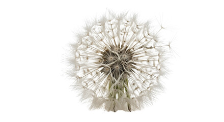 Close-up of a fluffy dandelion seed head isolated PNG with Transparent Background