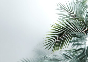 Obraz premium Close-up of palm fronds against a hazy light background