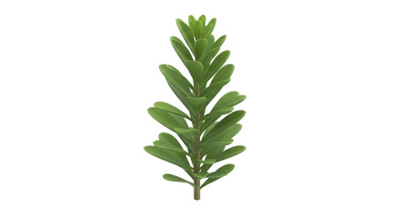 Isolated evergreen shrub sprig, foliage of a green decorative plant against clean backdrop