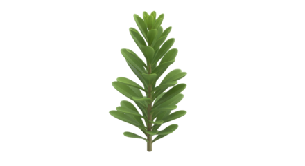 Isolated evergreen shrub sprig, foliage of a green decorative plant against clean backdrop